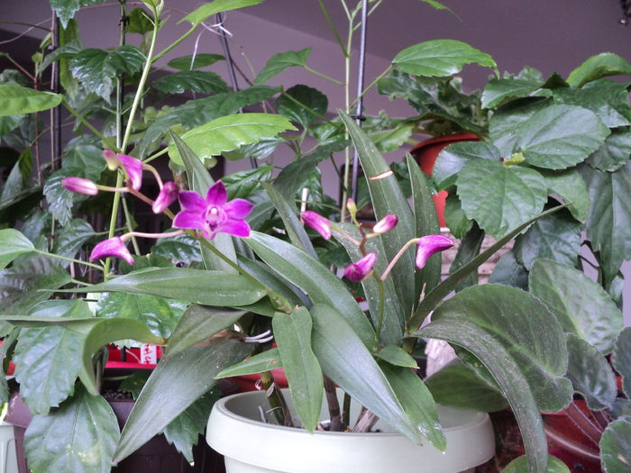 DSC09333 - De prin ghivece