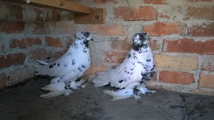 Pereche 2014 - Porumbei vânduți