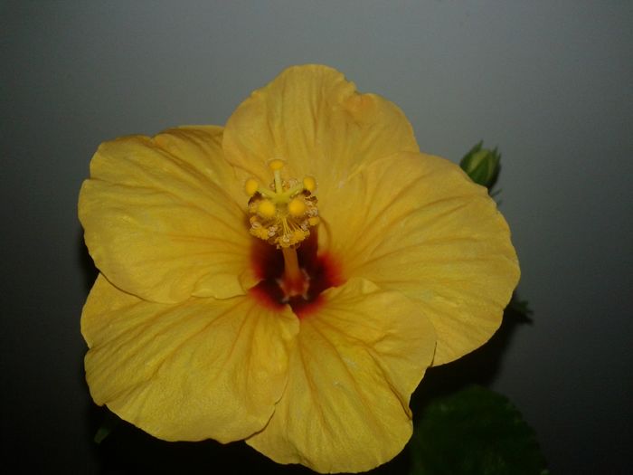 20160208_114426 - Hibiscus Jim Hendry