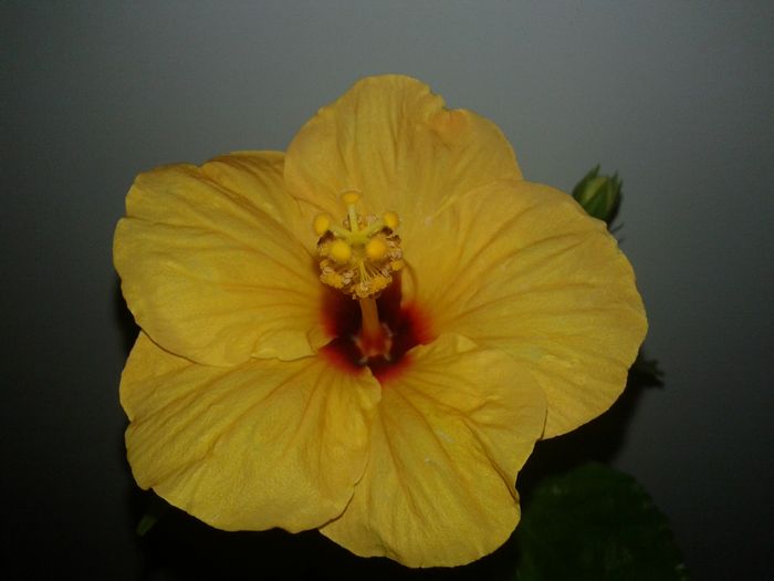 20160208_114430 - Hibiscus Jim Hendry