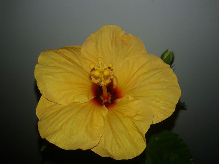 20160208_114434 - Hibiscus Jim Hendry