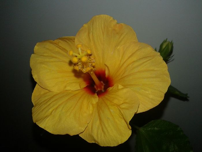 20160208_114442 - Hibiscus Jim Hendry