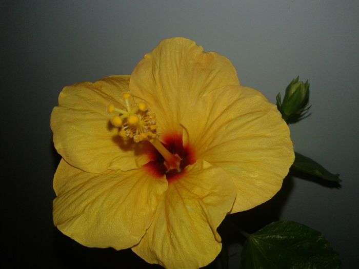 20160208_114446 - Hibiscus Jim Hendry