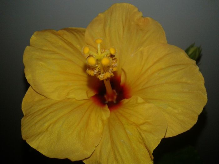 20160208_114500 - Hibiscus Jim Hendry