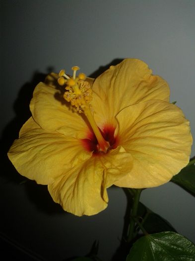 20160208_114516 - Hibiscus Jim Hendry