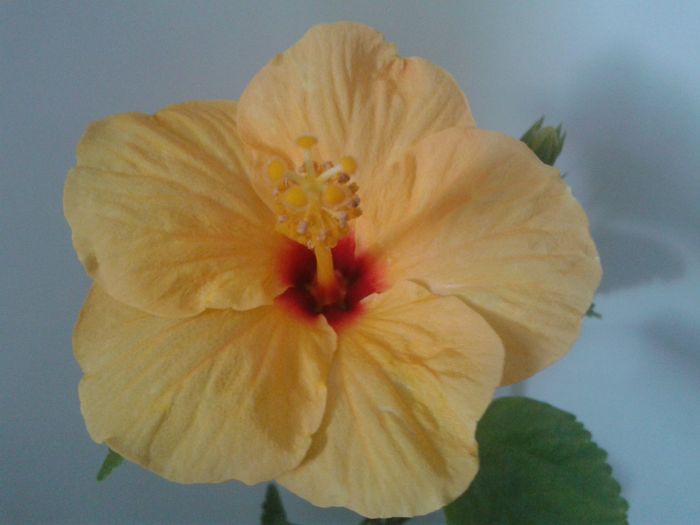 20160208_114418 - Hibiscus Jim Hendry