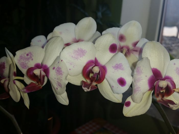  - phalaenopsis