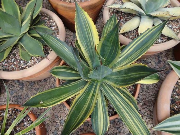 Agave cupreata striated Coll.Stef 219