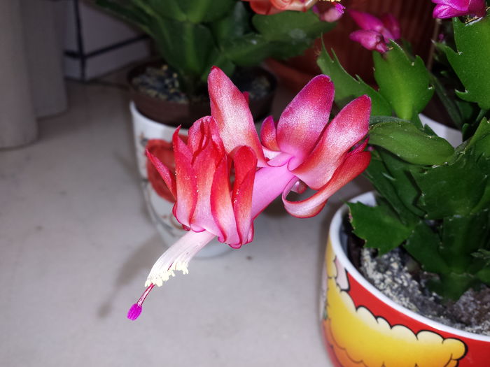  - Schlumbergera - Cactusul de CRACIUN