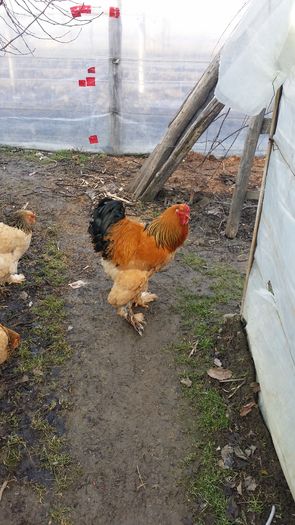 20160208_142849 - Brahma 2016