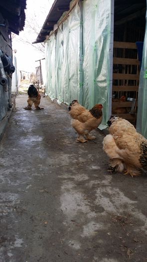 20160208_142752 - Brahma 2016