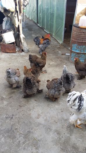 20160208_142450 - Brahma 2016
