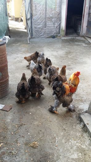 20160208_142410 - Brahma 2016
