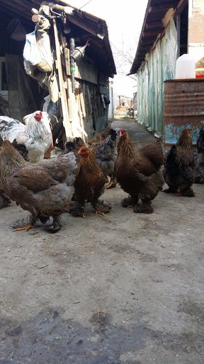 20160208_142209 - Brahma 2016