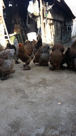 20160208_142202 - Brahma 2016