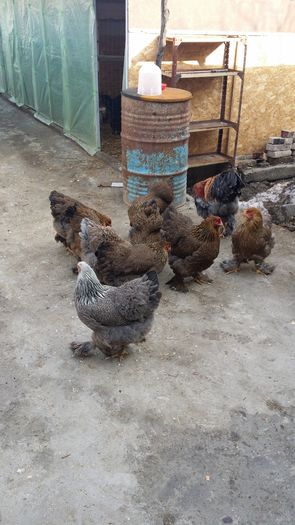 20160208_142153 - Brahma 2016