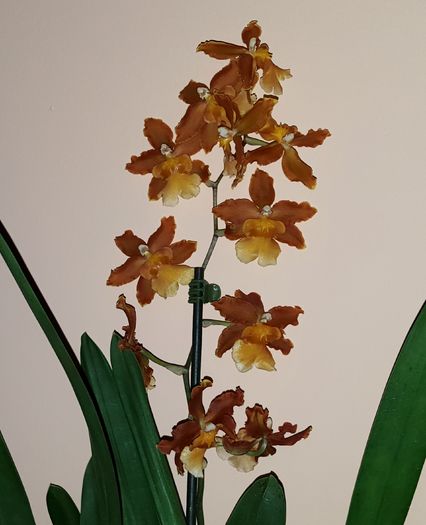 Au inflorit toti boboceii - Odontocidium