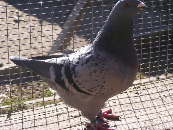 F 2013 VINDUTA OCT.2016