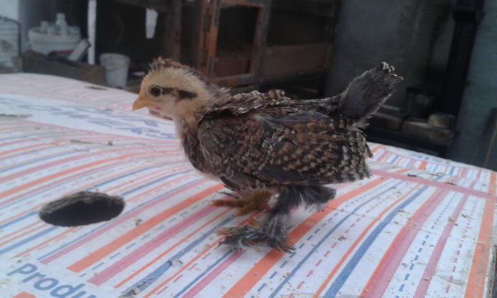 prepelita cu cenusiu