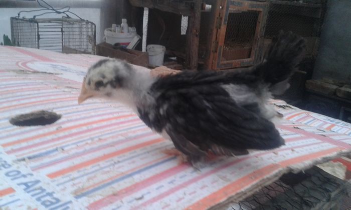 chabo incaltata albastra