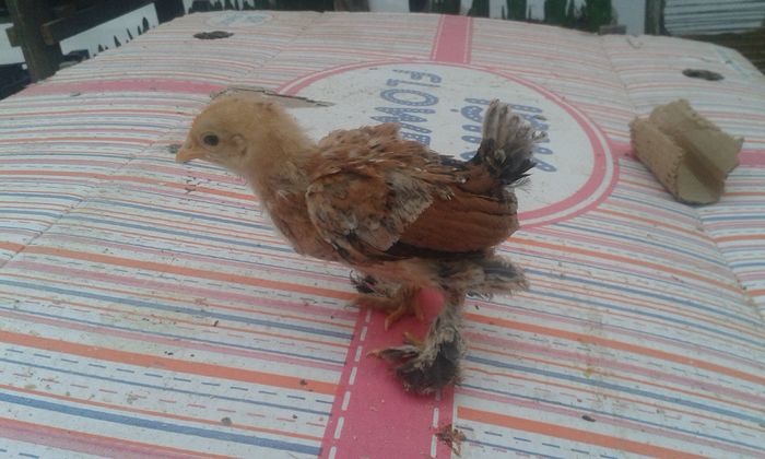 portelan - 0 vand pui 2016