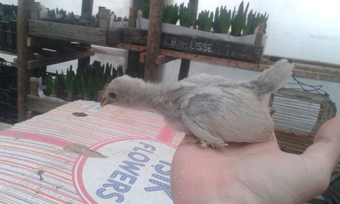 albastru - 0 vand pui 2016