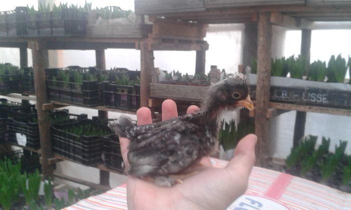 puica porumbaca cu bila - 0 vand pui 2016