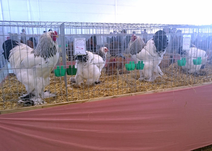 CAMPION NATIONAL COLECTIE RASA 382 P