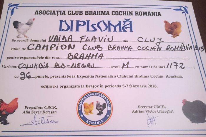 diploma campion club m1 - REZULTATE EXPOZITIA NATIONALA CLUB BRAHMA-COCHIN BRASOV EDITIA I 07 02 2016