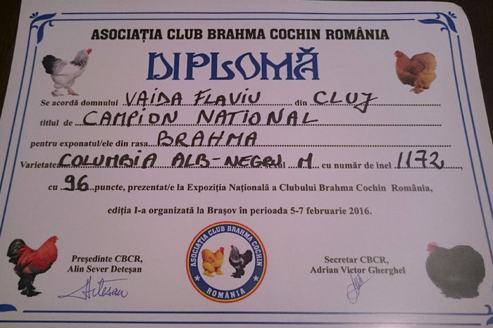 diploma campion national m 1