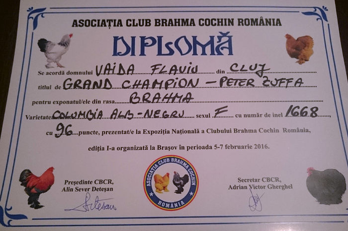 diploma grand champion femela 1 - REZULTATE EXPOZITIA NATIONALA CLUB BRAHMA-COCHIN BRASOV EDITIA I 07 02 2016