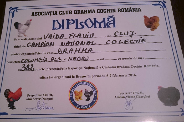 diploma colectie BHD 382 P - REZULTATE EXPOZITIA NATIONALA CLUB BRAHMA-COCHIN BRASOV EDITIA I 07 02 2016