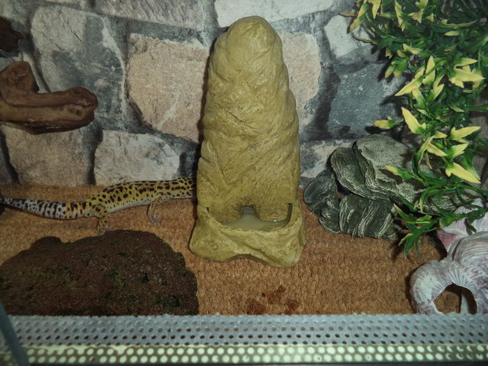 Gecko leopard