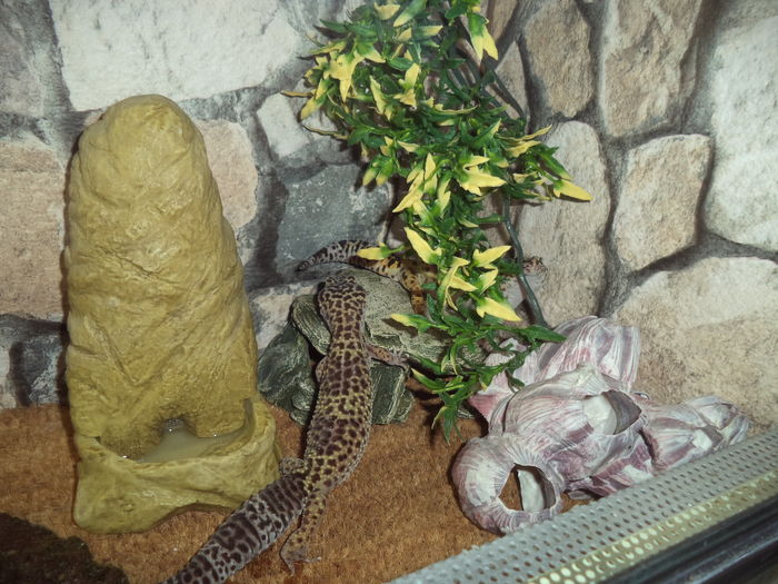  - Reptilele mele