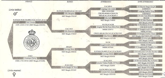 pedigree site brittany