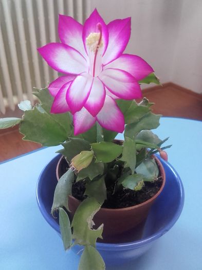 craciunita reinflorita - flori 2016