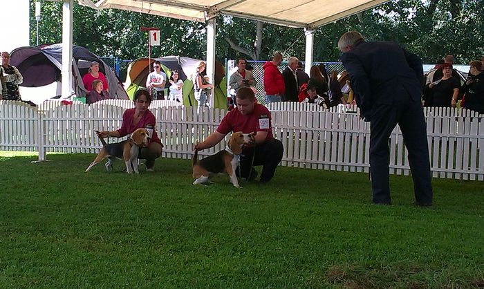 IMAG3333 - Catei Beagle 2014 Mai