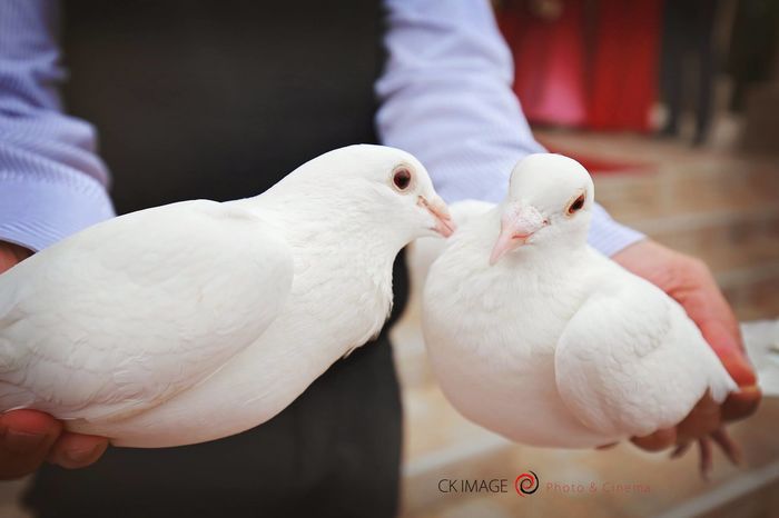 albi - 5-Porumbei albi EVENIMENTE