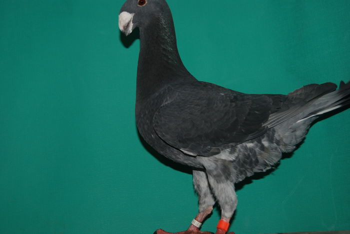 DSC_0075`v97 SV-Bd Nurnberg masc; cr.paleke cristian
