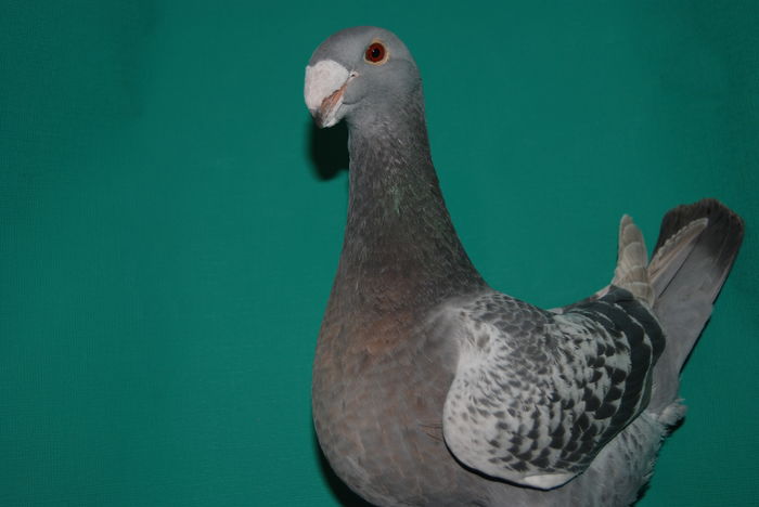 DSC_0085 95 pct.ulm fem; cr.hrobon peter si mark
