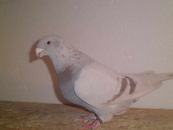 CIMG3769 - de vanzare 2 2016