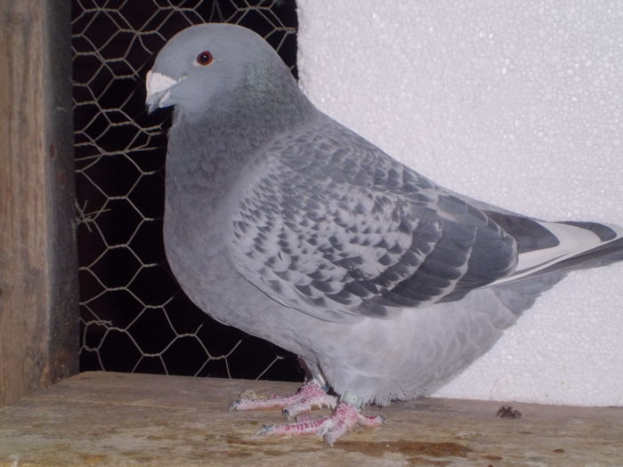 CIMG3892-  F  -  2012...