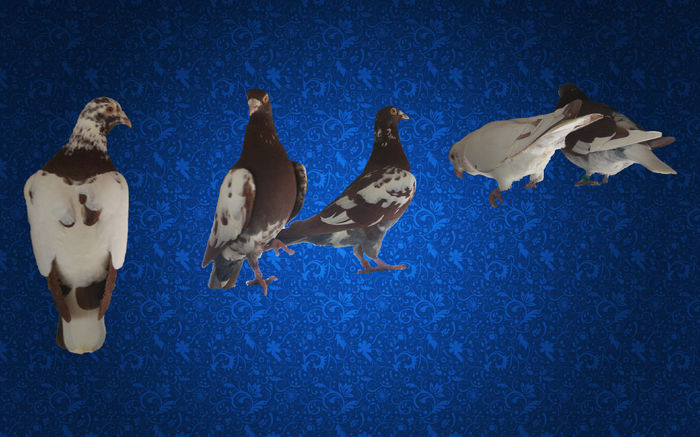 W - Meulemans