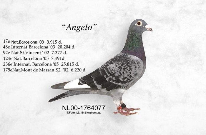 Angelo - cuplu 6