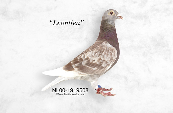 Leontien - cuplu 6
