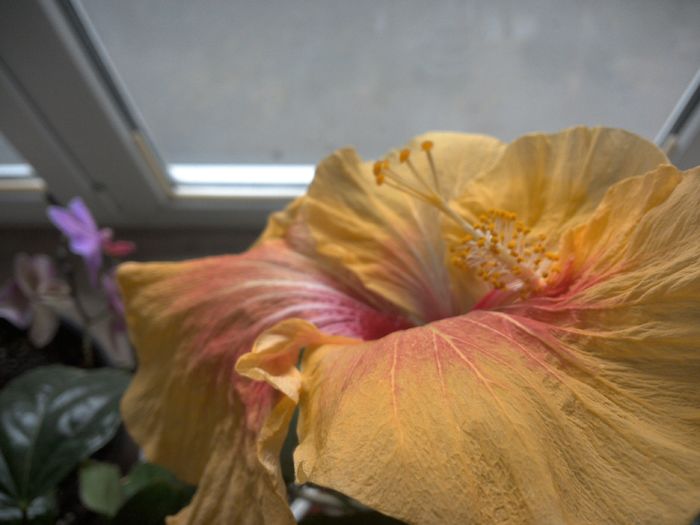 prima floare - Tahitian Arcturus Queen