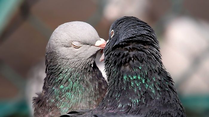 Love-pigeons-birds-hd-wallpaper - quelque chose