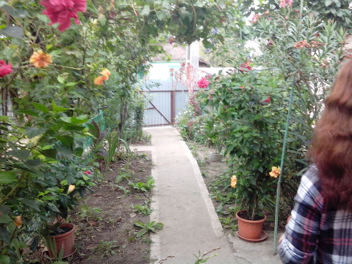 751 - floricele ingrijite de mama