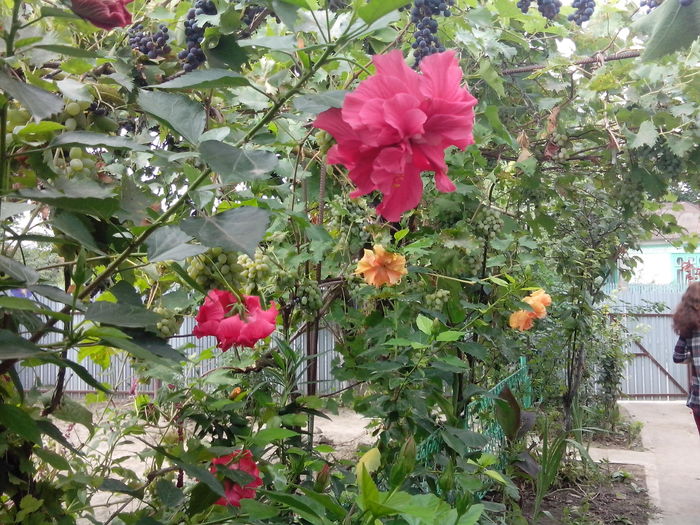 752 - floricele ingrijite de mama