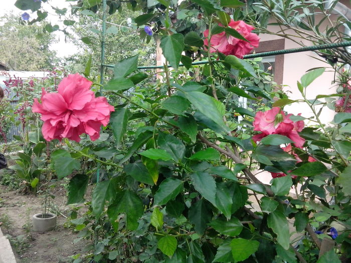 753 - floricele ingrijite de mama